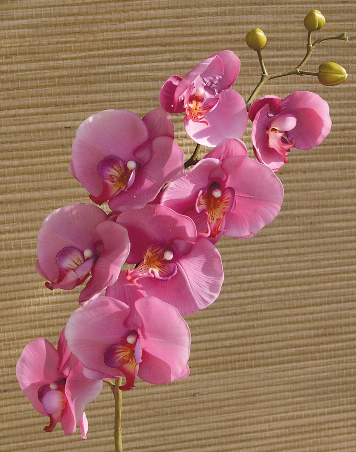 2581 420 a3 Искусственная орхидея Phalaenopsis, 103 см, real touch, вишня H-andreas  - Вид №3