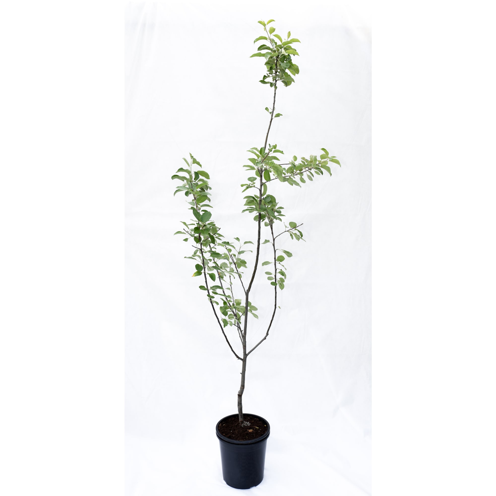 85325544 Яблоня Синап орловский ø25 h100 см Santreyd  - Вид №1