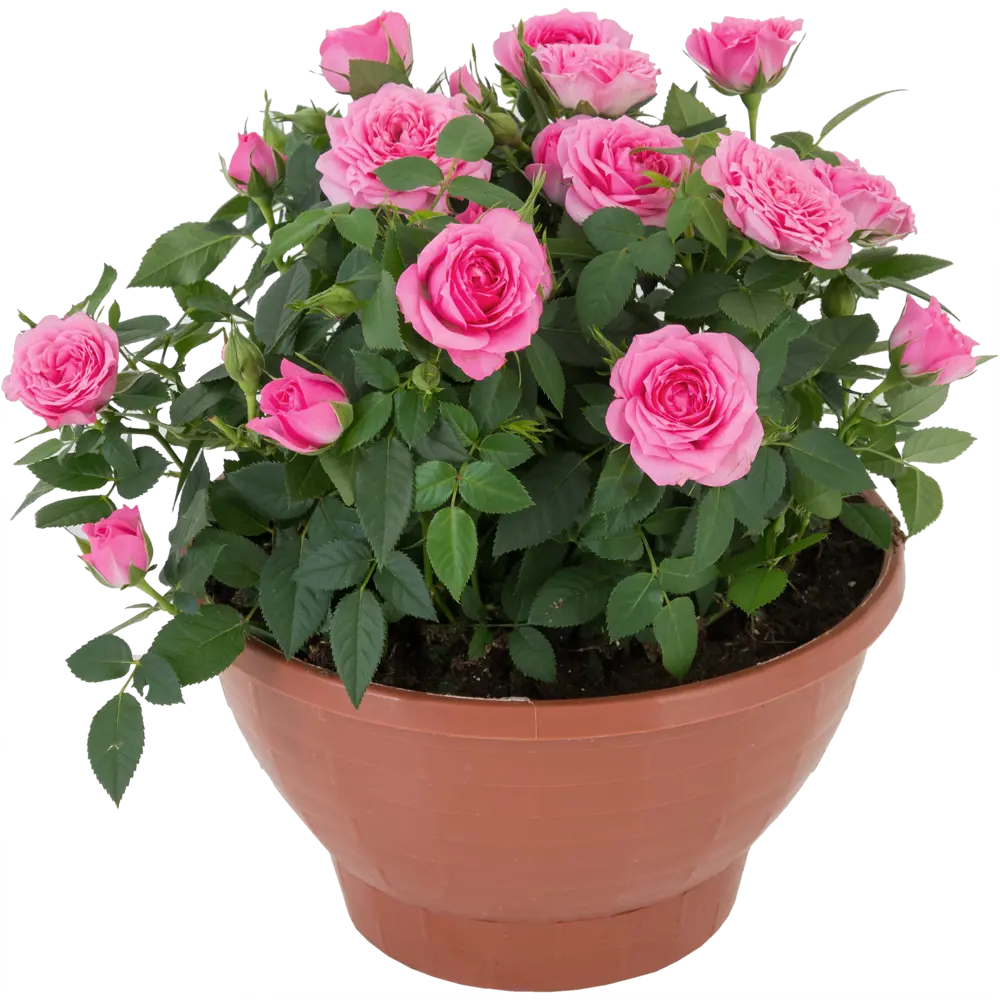 Santreyd Роза Кордана миниатюрная в декоративном кашпо 82895032 STLM-0037687 - Вид №1