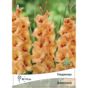 Гладиолус крупноцветковый Джессика, 3 шт