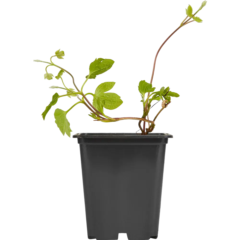 Santreyd Клематис микс - многолетняя цветущая лиана для вертикального озеленения 87718416 STLM-0075237 - Вид №2