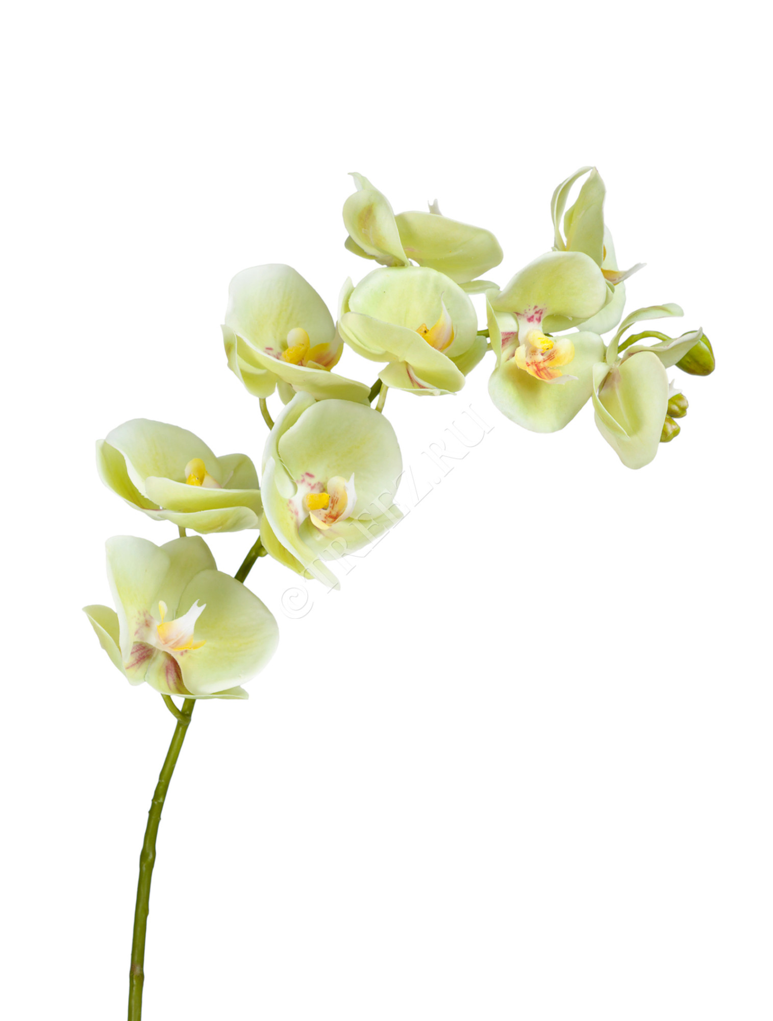 30.0614166LYG Орхидея Фаленопсис св.лайм ветвь Цветочная коллекция 