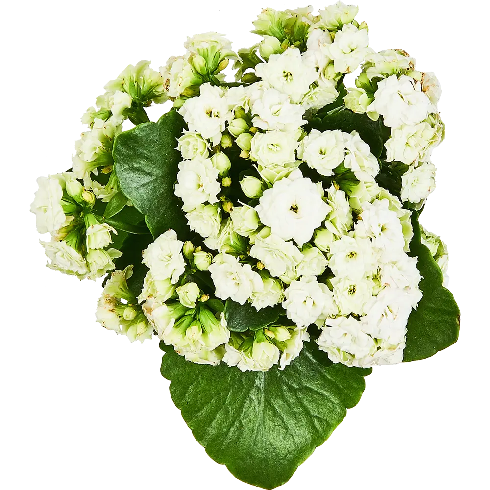 Каланхоэ Розалина микс Santreyd — цветущий суккулент для дома 89352856 STLM-0953940 - Вид №3