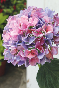 2270 222 a3 Искусственная гортензия, 65 см, темно-фиолетовый H-andreas