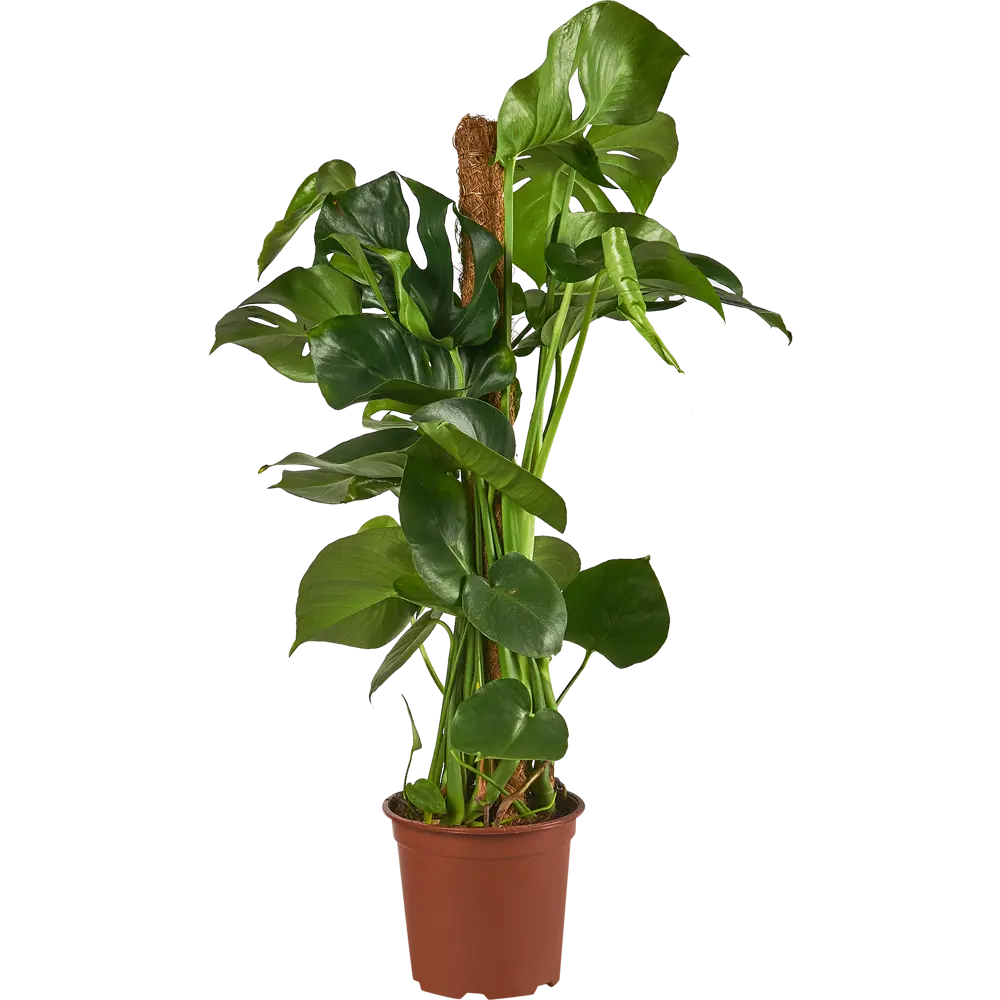 Santreyd Монстера Росток - тропический акцент для вашего интерьера 84587071 STLM-0052412 - Вид №1