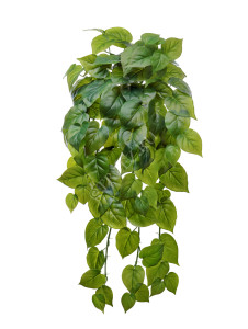 20.1381L Филодендрон крупнолистный ампельный большой Цветочная коллекция