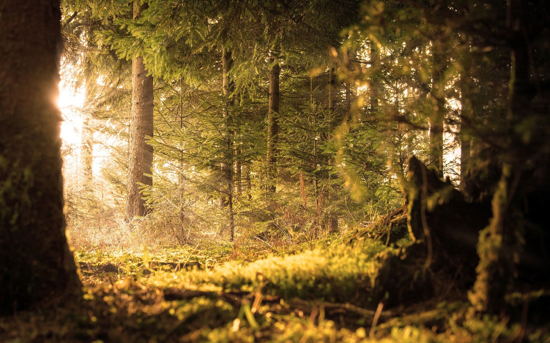 Набор для спа-ароматерапии Aquademy AROMATERAPIA IN ACQUA ARCH-00083585 - Вид №8