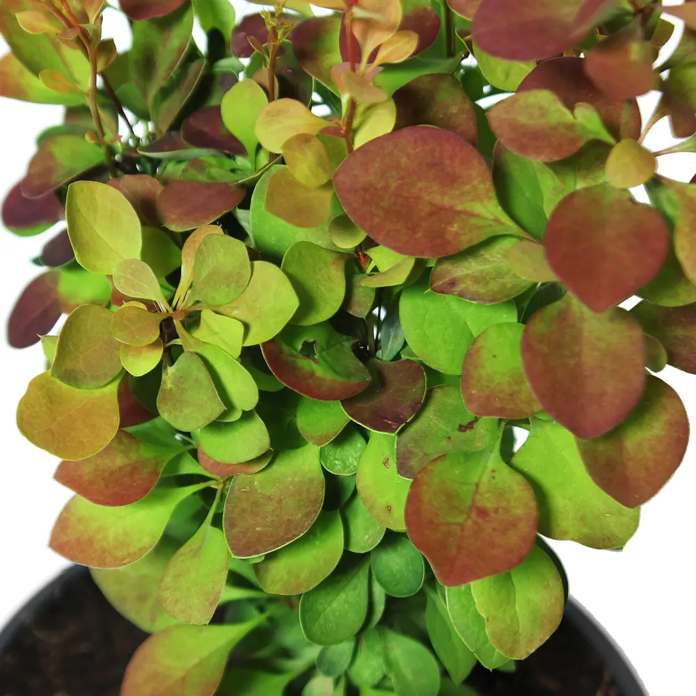 Барбарис Тунберга Оранж Рокет Santreyd - декоративный кустарник для живых изгородей 81968696 STLM-0959734 - Вид №1