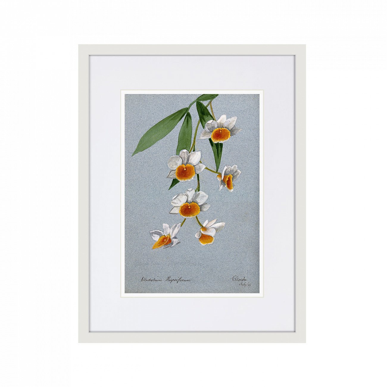 Картина в раме 32х42 см An orchid (Dendrobium thyrsiflorum), 1899г. КАРТИНЫ В КВАРТИРУ  264517 Зеленый;серый;разноцветный  - Вид №1