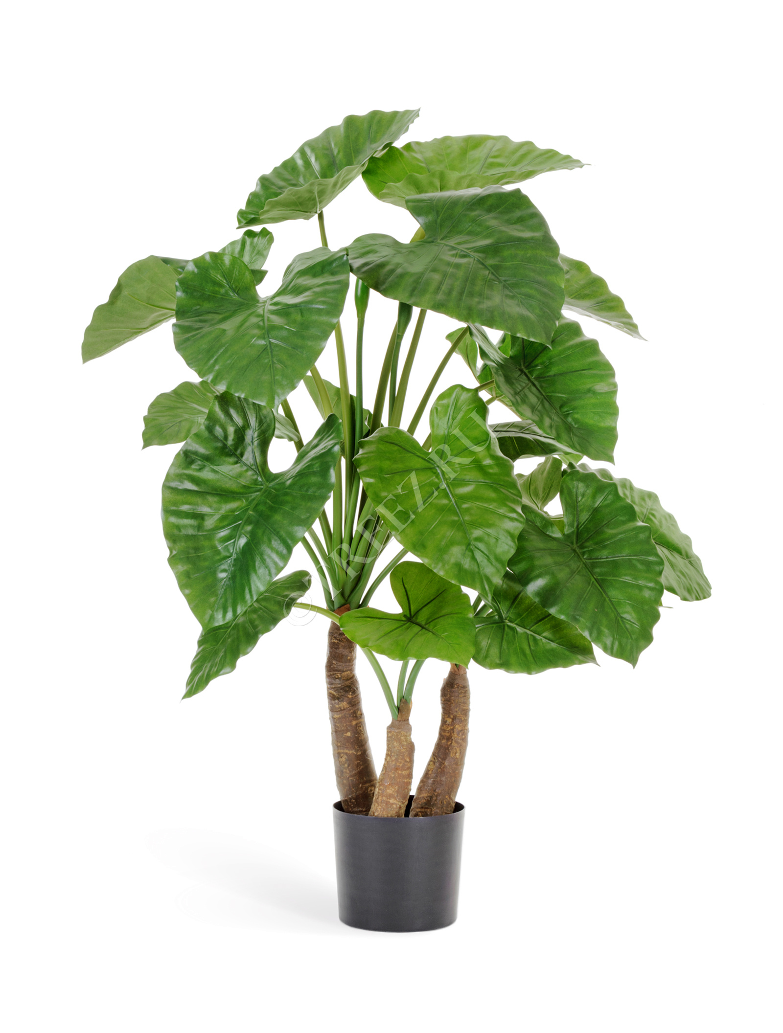 10.55602N Алоказия Калидора Цветочная коллекция  - Вид №1