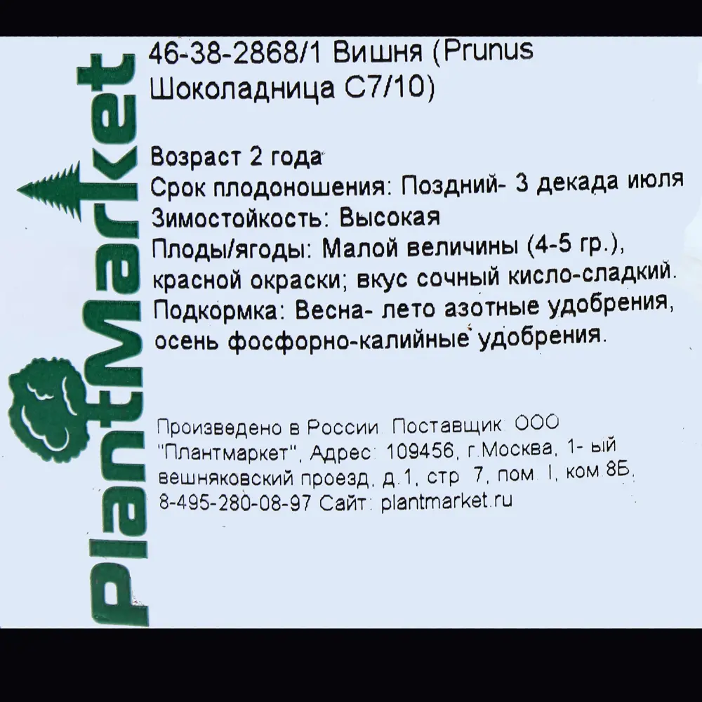 Вишня «Шоколадница» С7-С10 81969350 STLM-2003000 PLANTMARKET  - Вид №1