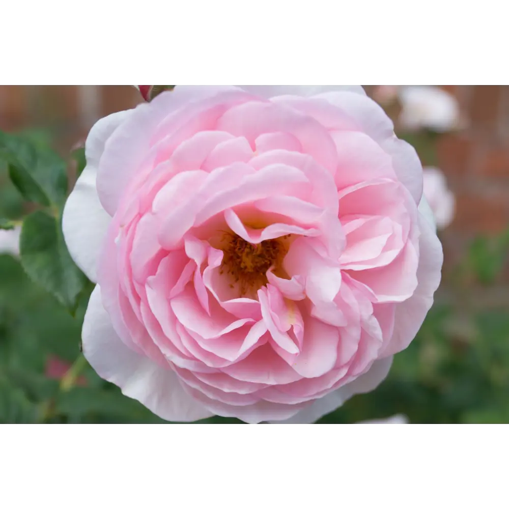 PLANTMARKET Роза парковая Херитедж - нежно-розовая красота для вашего сада 84827436 STLM-1563811