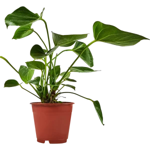 Антуриум Андрианум Santreyd — тропическая элегантность в вашем интерьере 89338395