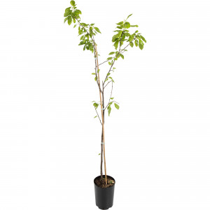 82597135 Слива «Кромань» C4 высота 140 см