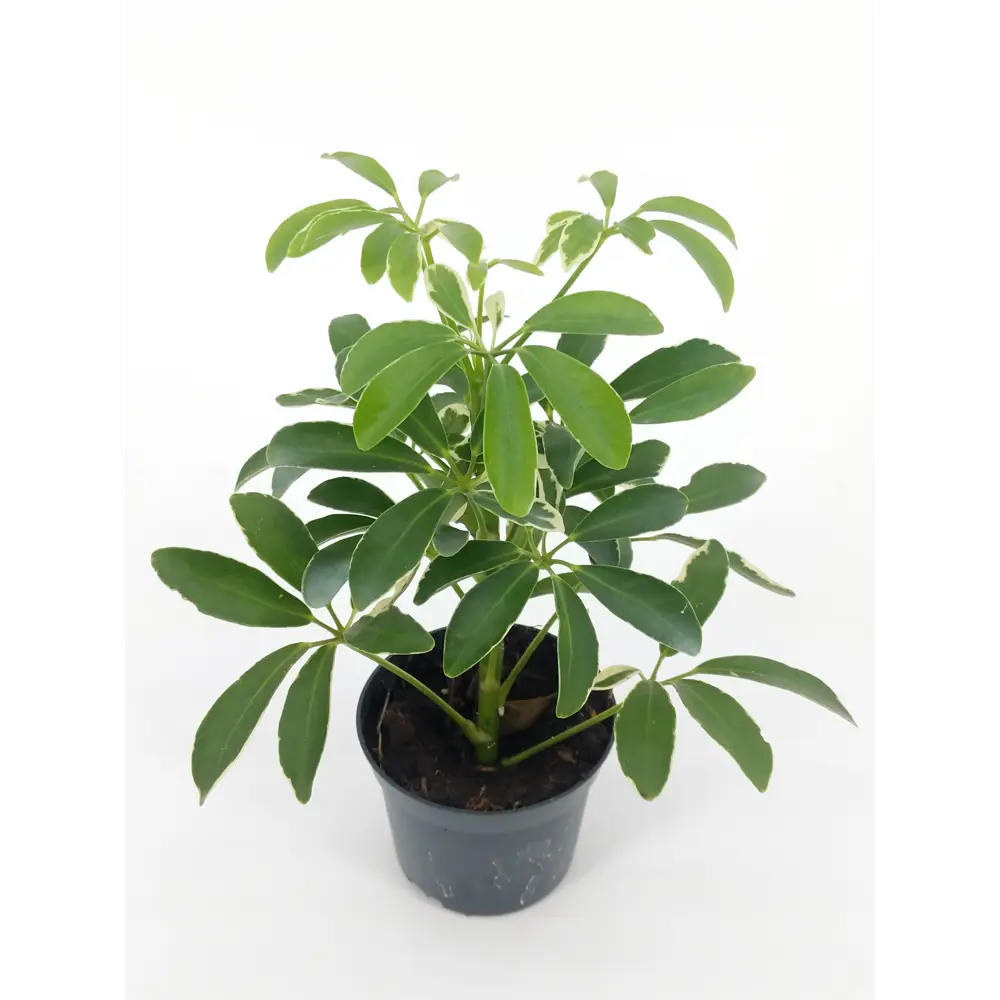 Santreyd Шеффлера мик — декоративное растение для интерьера 82932704 STLM-0038097 - Вид №1