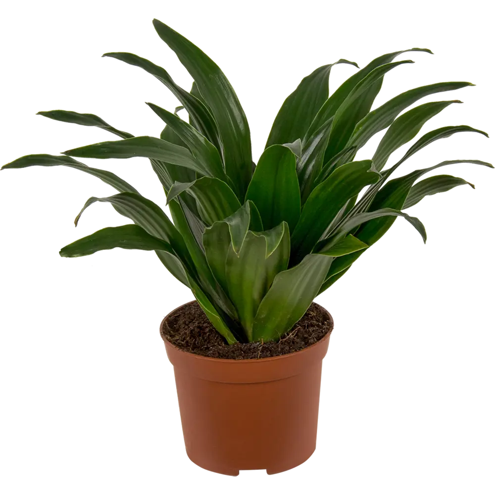 Santreyd Плант микс - декоративное растение для дома и офиса 14750574 STLM-0005094