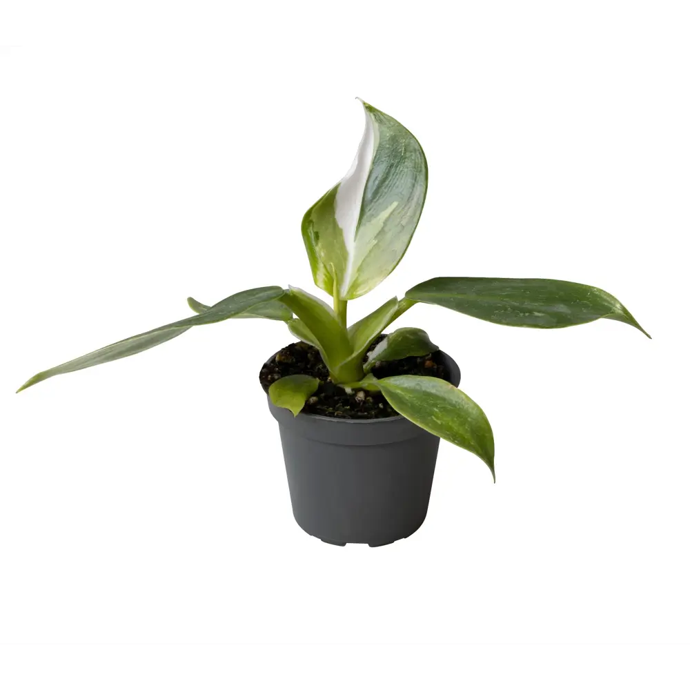 Santreyd Филодендрон Вайт Визард — комнатная лиана с мраморной листвой 89375023 STLM-0950193