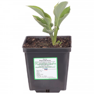 81954856 Хоста волнистая С2 «Медиовариегата» h15