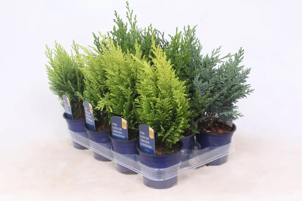 Кипарисовик микс Santreyd - хвойное украшение для сада 88947985
