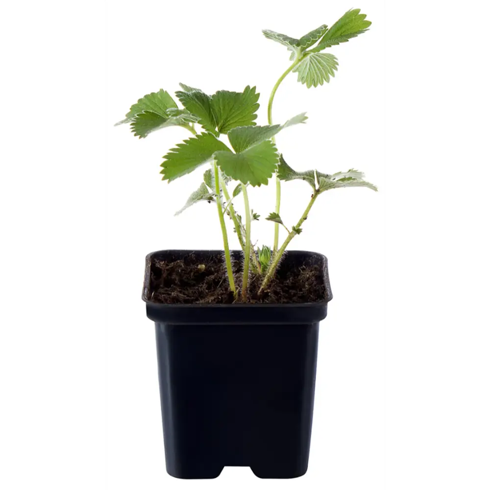 Земляника ремонтантная h17 см Santreyd STLM-2120800