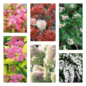 Декоративный кустарник микс многолетний для сада 89416562