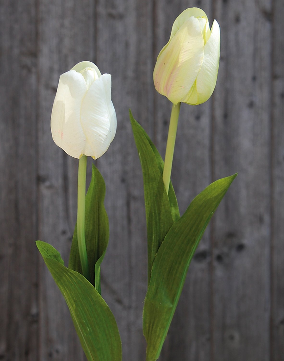 3115 788 a2 Искусственный тюльпан, 57 см, real touch, бежево-зеленый H-andreas  - Вид №3