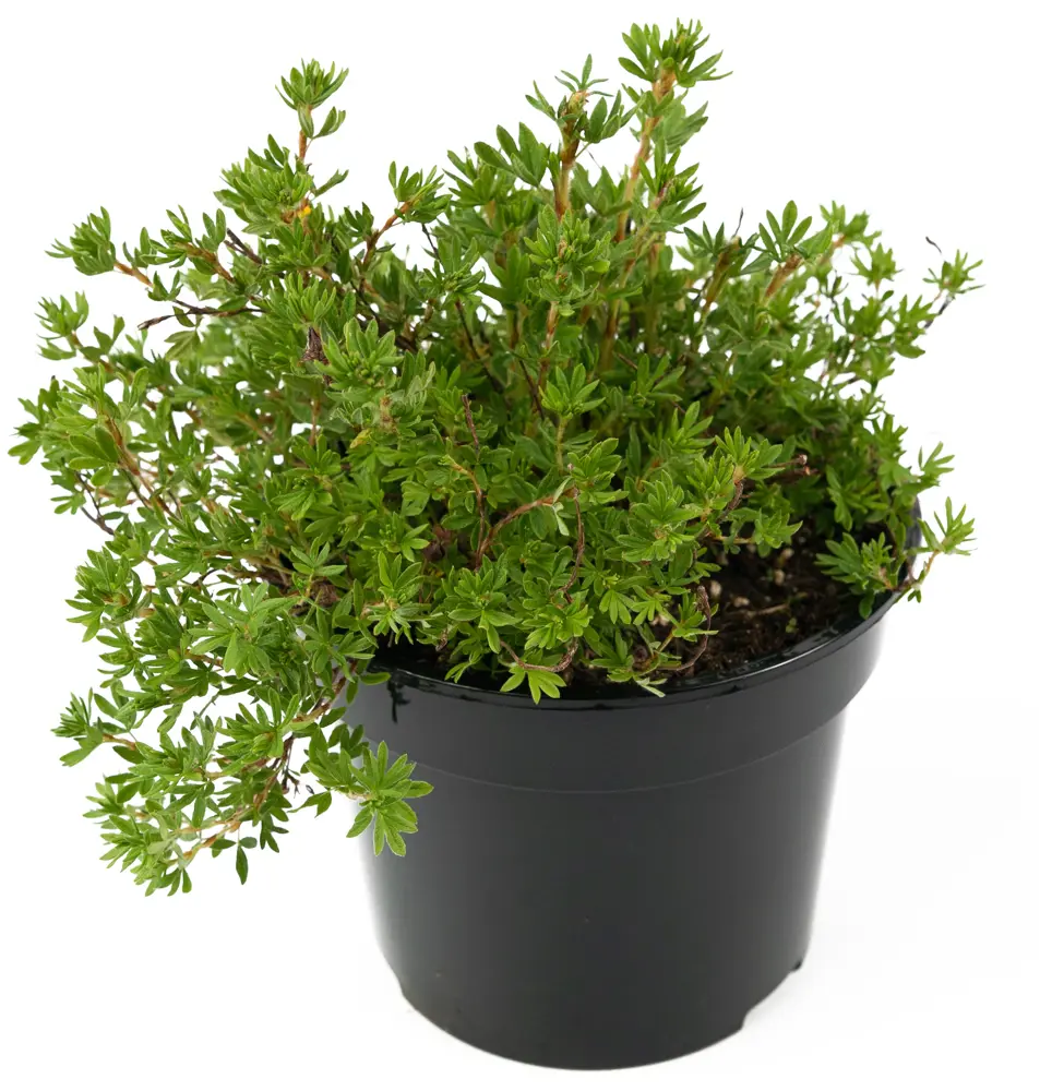 Лапчатка Goldfinger от Santreyd — яркое украшение вашего сада 84841624