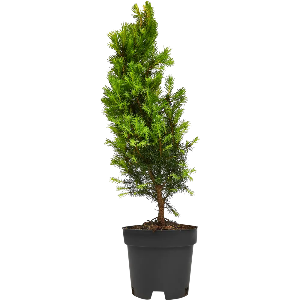 Ель канадская Коника ø15 h55 см 84834186 STLM-2044689 PLANTMARKET 