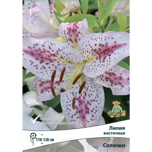 Лилия восточная Солюшн