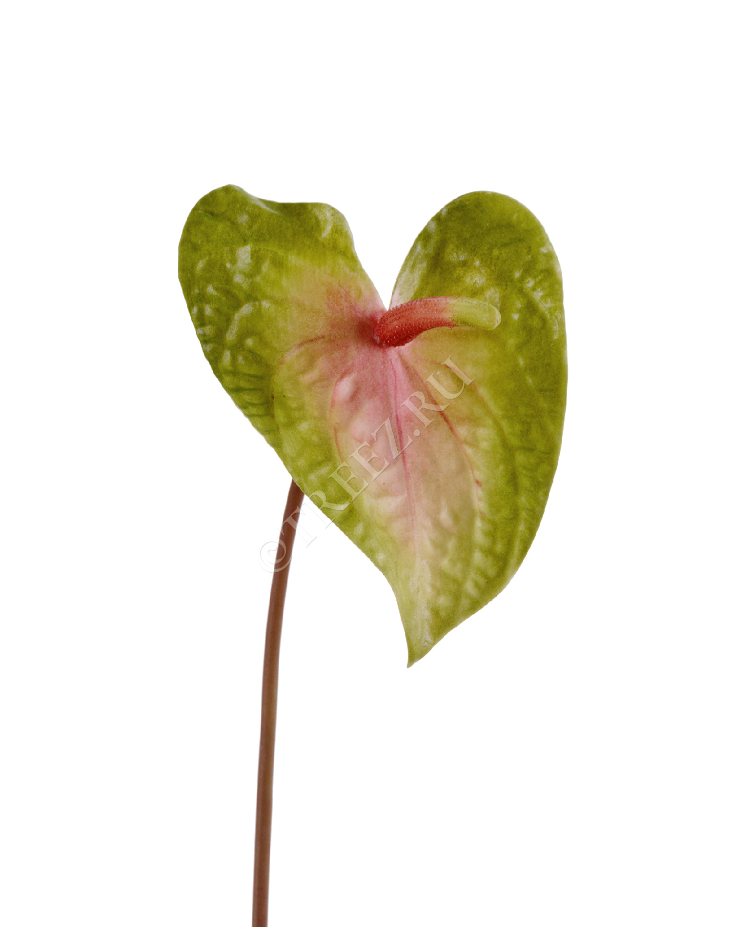 30.11170021LGP Антуриум Макс св.зелёный с розовым Цветочная коллекция 