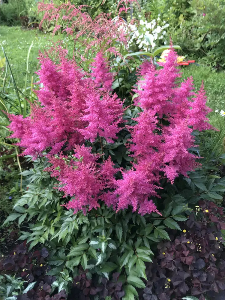 Santreyd Астильба Арендса Юник Кармин - многолетник с розовыми соцветиями 85324874