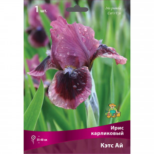 83597274 Ирис карликовый Кэтс Ай луковица I