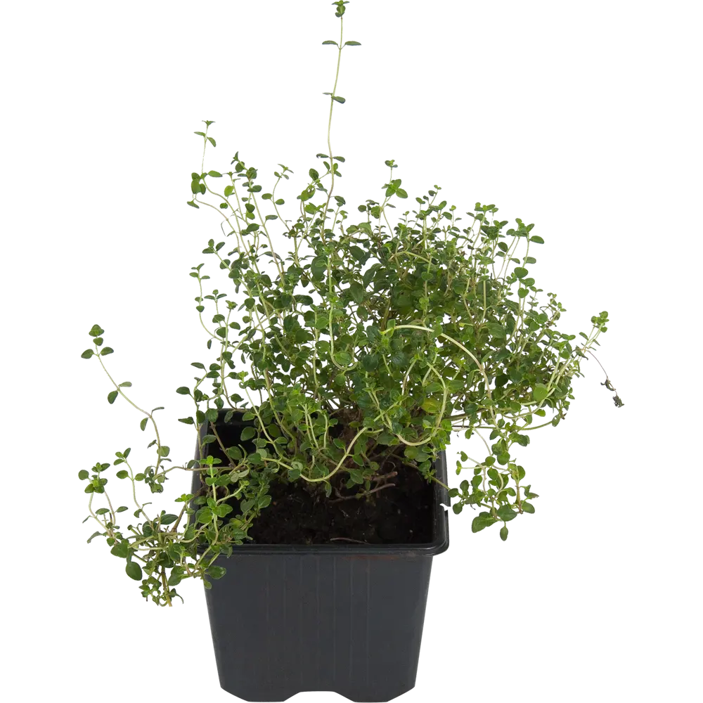 Santreyd Тимьян ароматный для сада и кухни 83248601 STLM-0039998