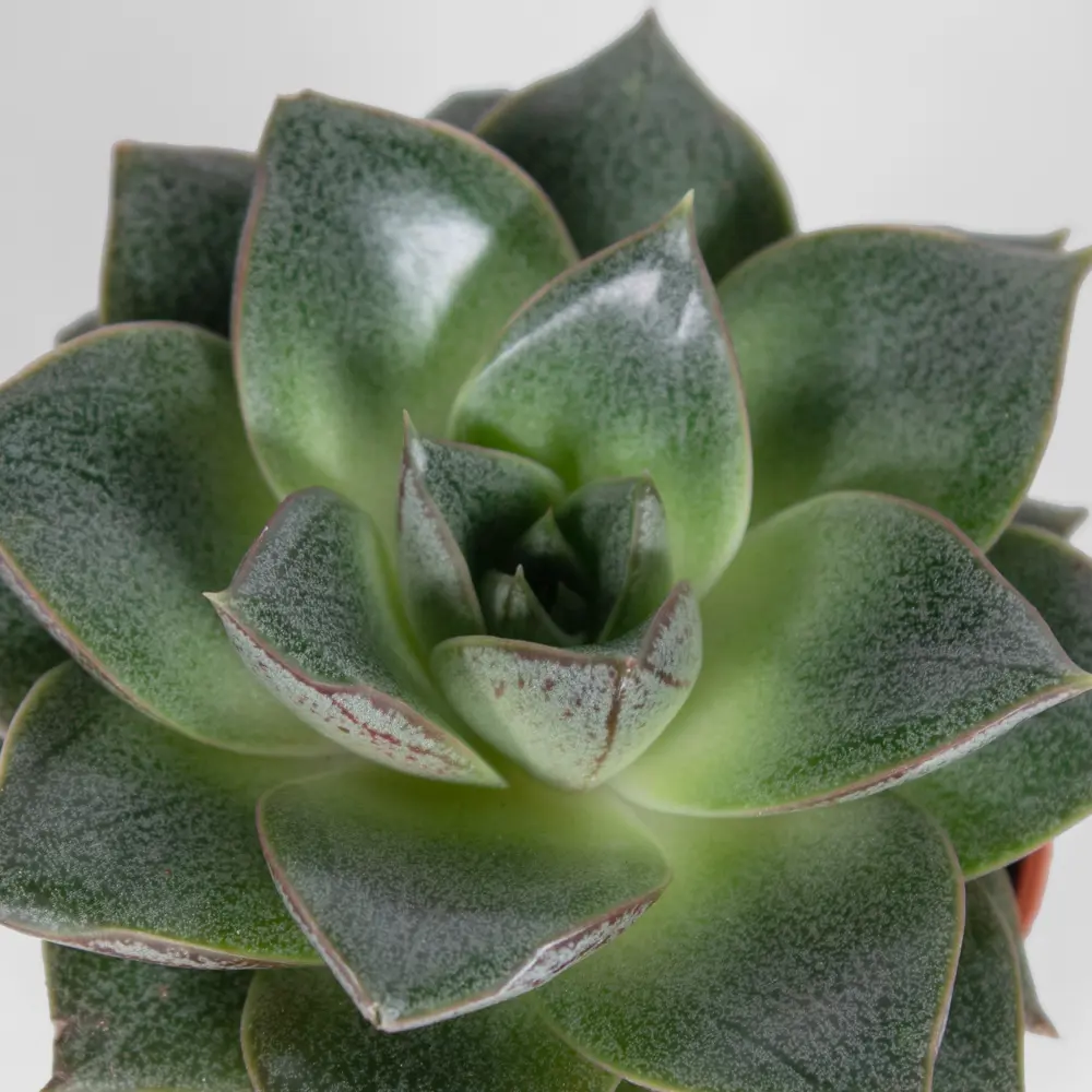 Santreyd Эхеверия микс - суккулент в виде изящной розетки 85325020 STLM-0061570 - Вид №4