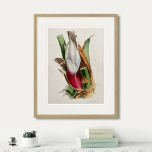 Картина в раме 52х42 см Exotic plants of the world №11, 1815г. КАРТИНЫ В КВАРТИРУ  264351 Зеленый;коричневый;красный;разноцветный