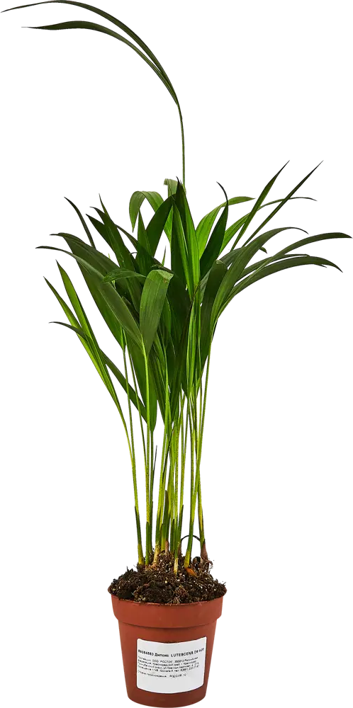 Дипсис Лютесценс от Santreyd — элегантная пальма для вашего интерьера 89354583