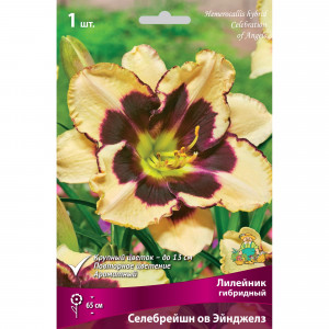 82661832 Лилейник гибридный «Селебрейшн ов Эйнджелз» разбор I