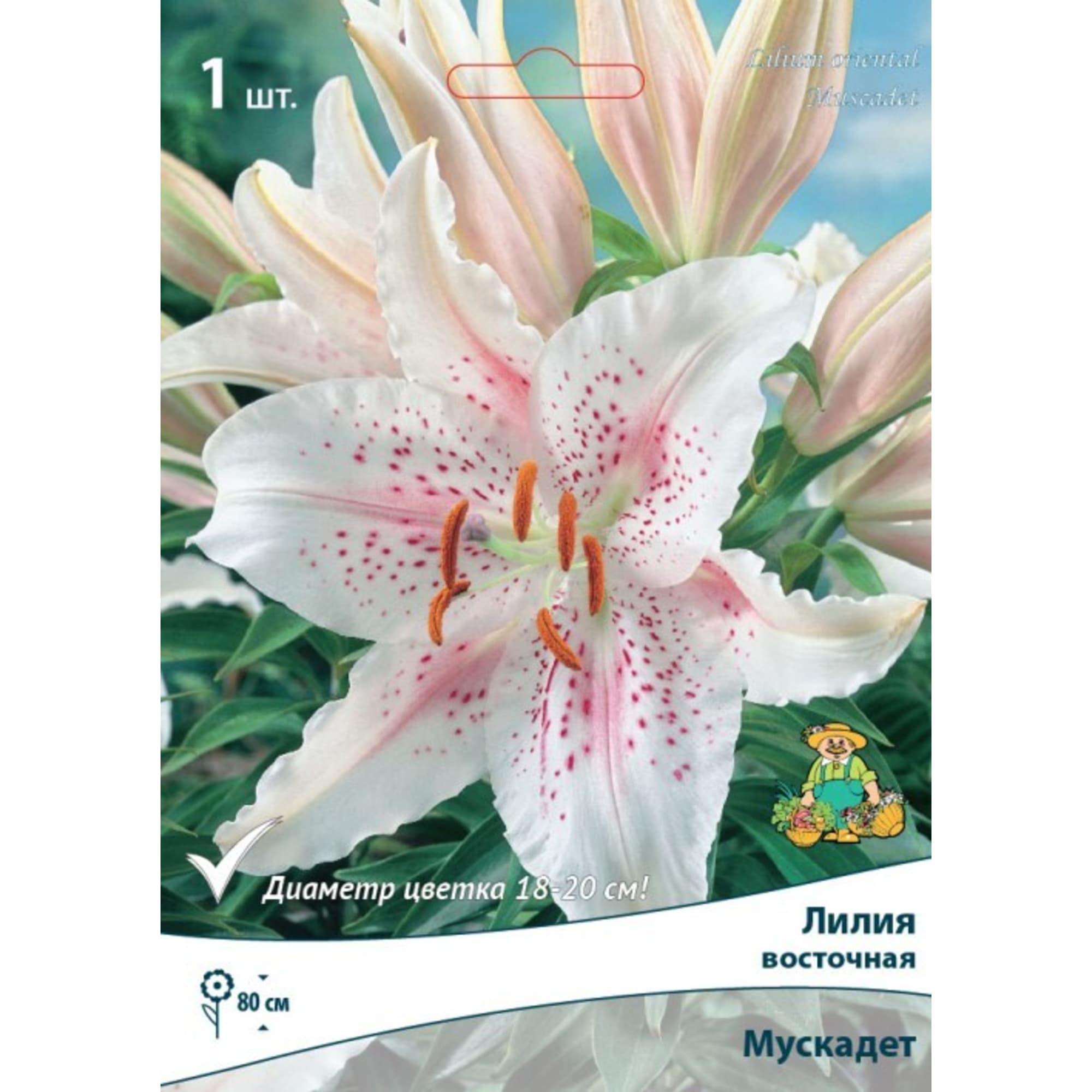 83597450 Лилия восточная Мускадет луковица 12/14 Santreyd 