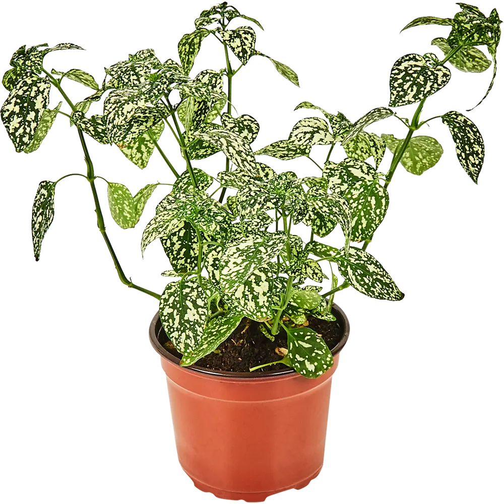 Santreyd Гипоэстес - искусственное растение с декоративной листвой в горшке 83248166 STLM-0039923