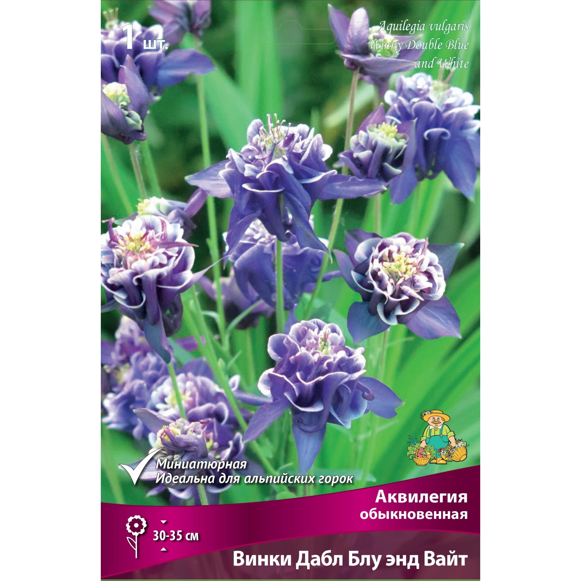 83598126 Аквилегия обыкновенная Винкидабл Блу Энд Вайт луковица I Santreyd 