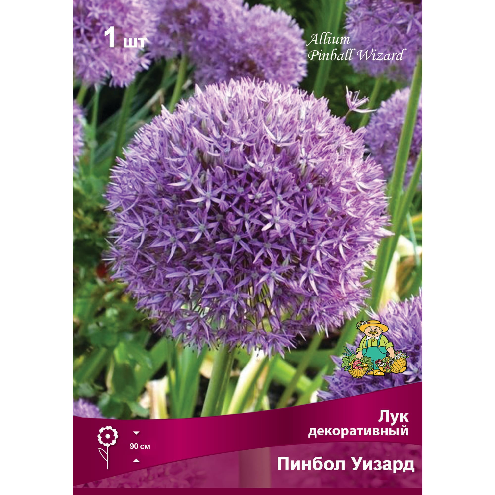 Лук декоративный Пинбол уизард луковица 18/20 Santreyd 88294921