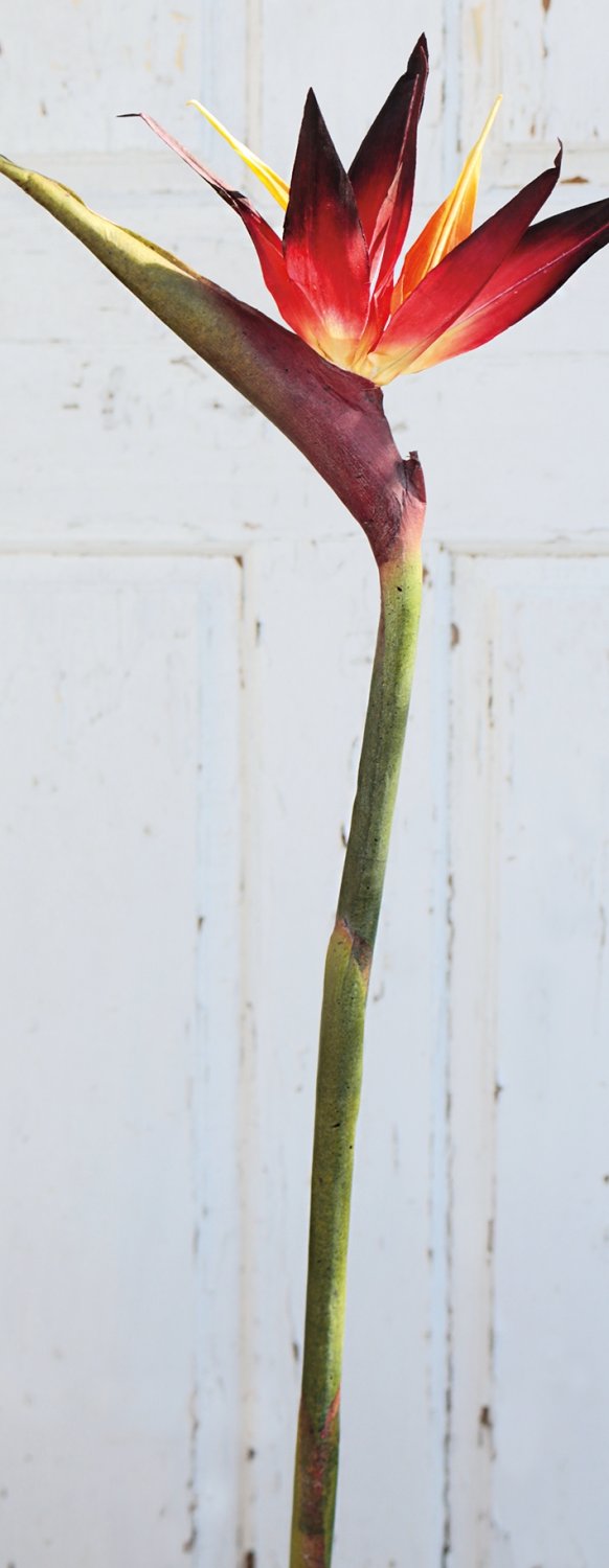 4926 492 a2 Шелковая райская птица, 94 см, бордово-черный H-andreas 