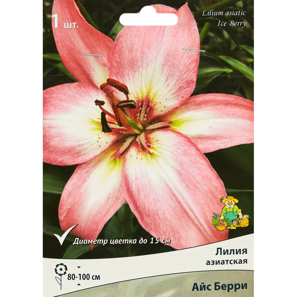 Лилия азиатская Айс Берри, 88659179 STLM-2081623 ПОИСК 