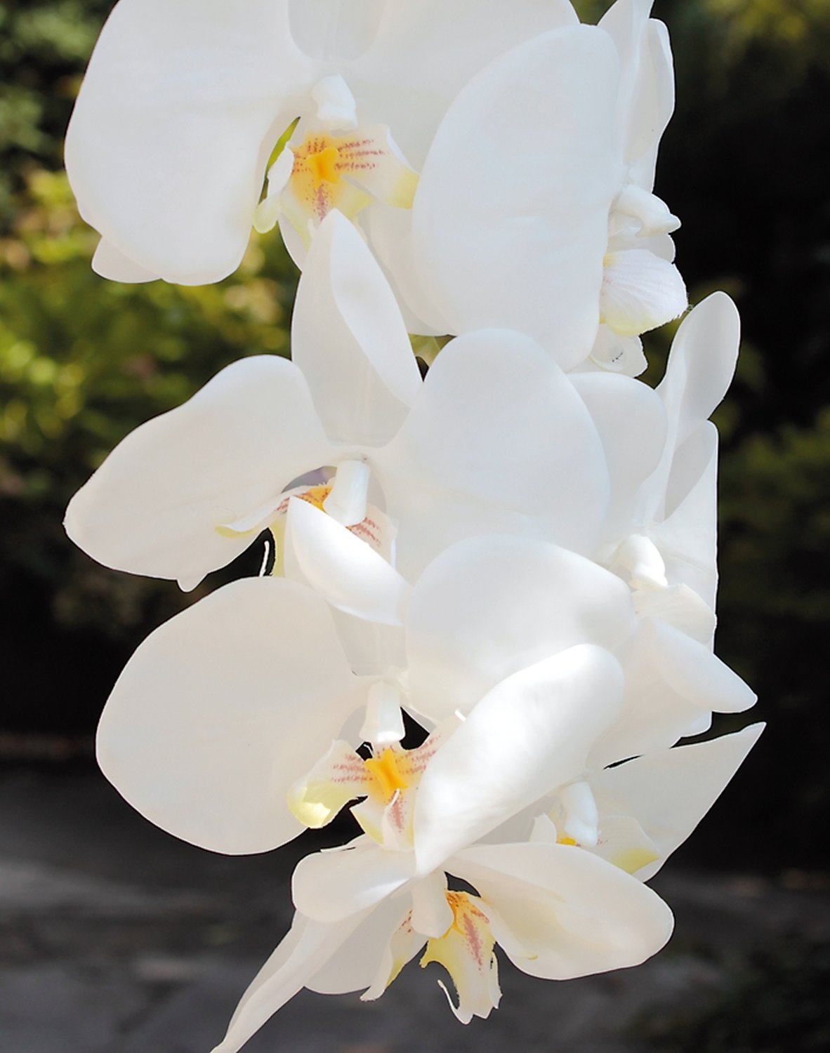 2604 778 a3 Искусственная орхидея Phalaenopsis, 2-х кратная, в керамическом горшке, 100 см, real touch, бежево-белая H-andreas 