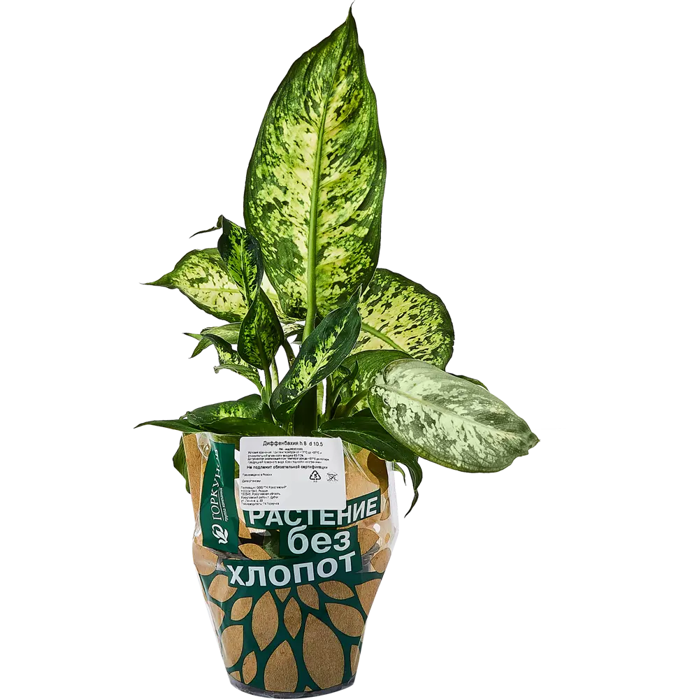 Диффенбахия Santreyd — изящное комнатное растение с ланцетными листьями 89351055 STLM-1364930