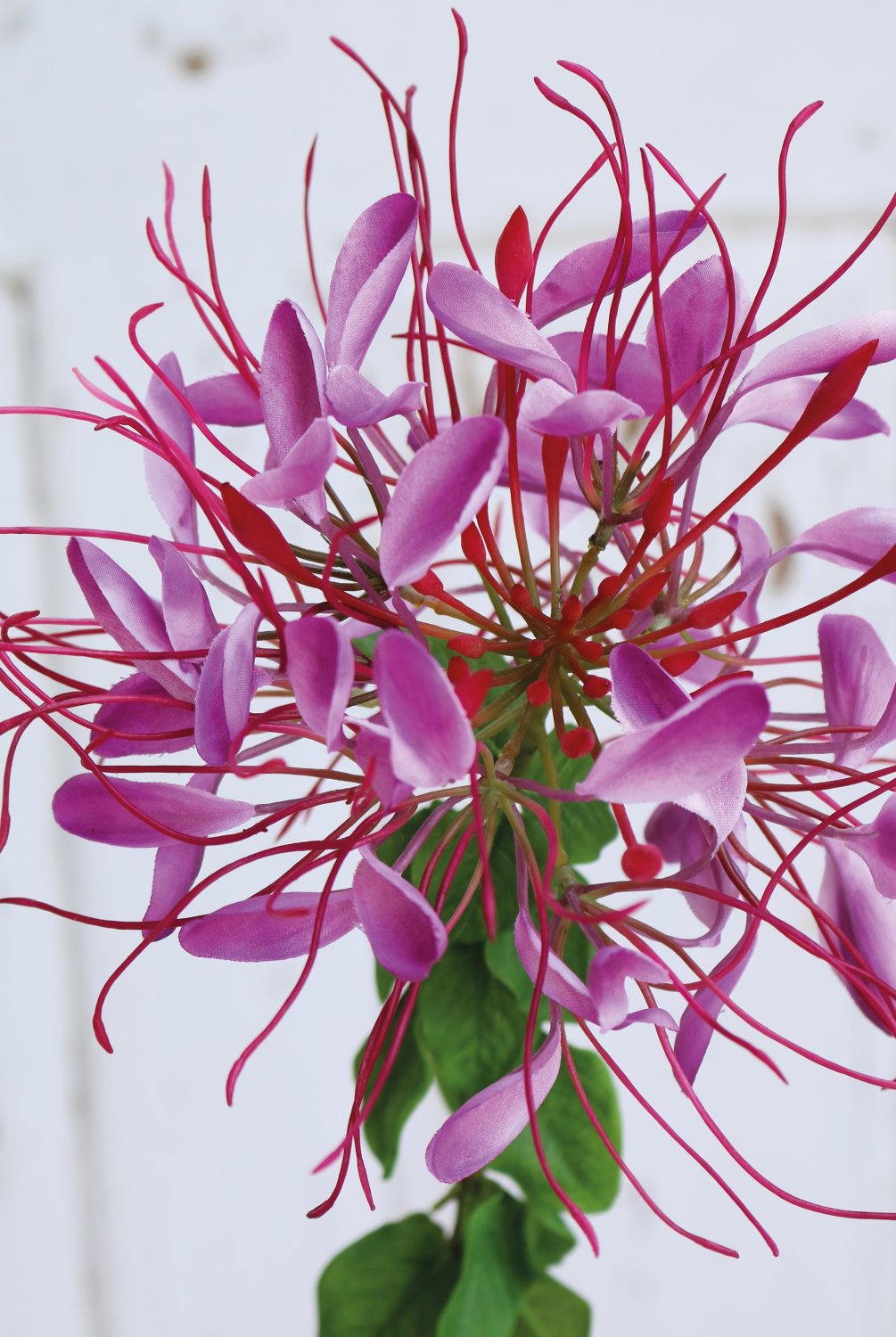 2758 222 a3 Искусственный цветок паука (клеом), 85 см, темно-фиолетовый H-andreas  - Вид №6