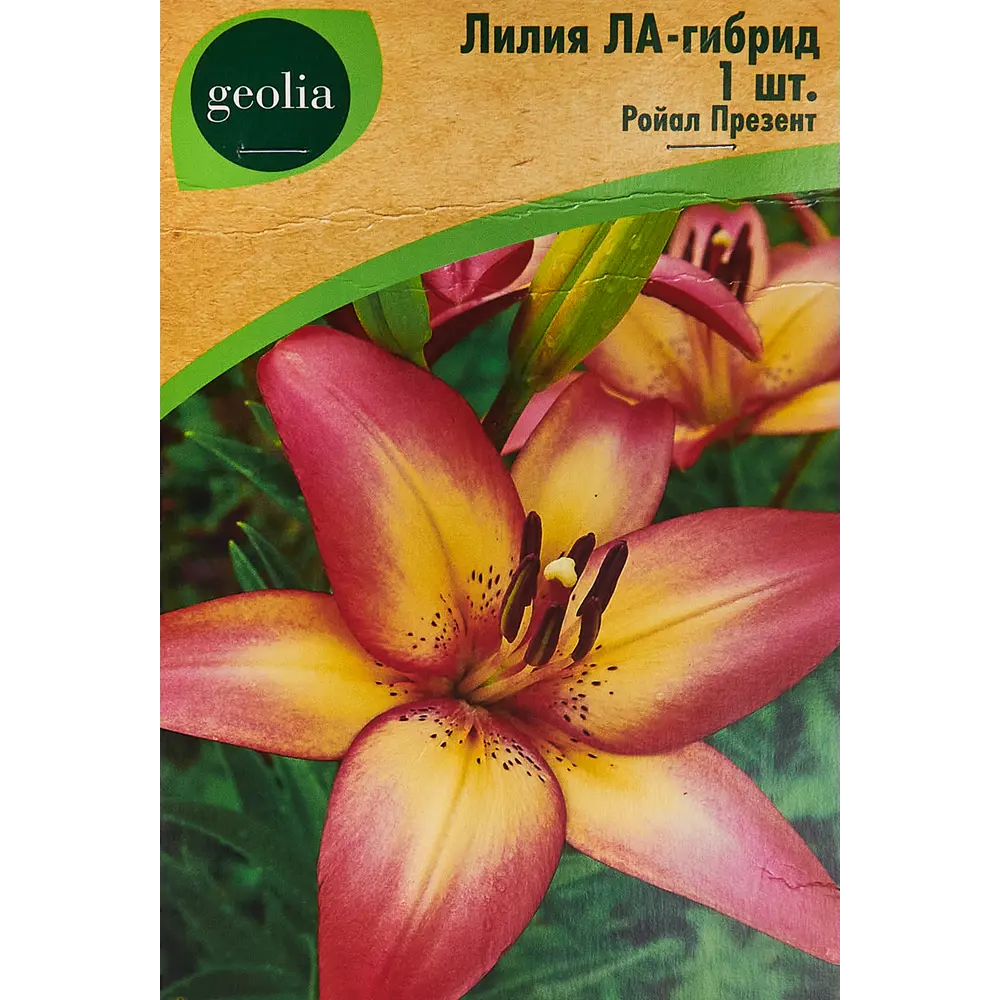 Лилия Geolia ла-гибрид Ройал Презент 86408632 STLM-2199743 