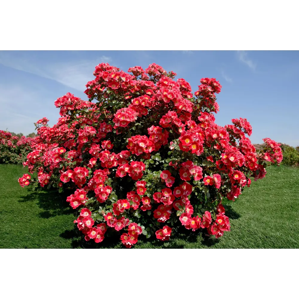 Santreyd Парковая роза микс - неприхотливый саженец для живописного сада 89363651 STLM-1529569