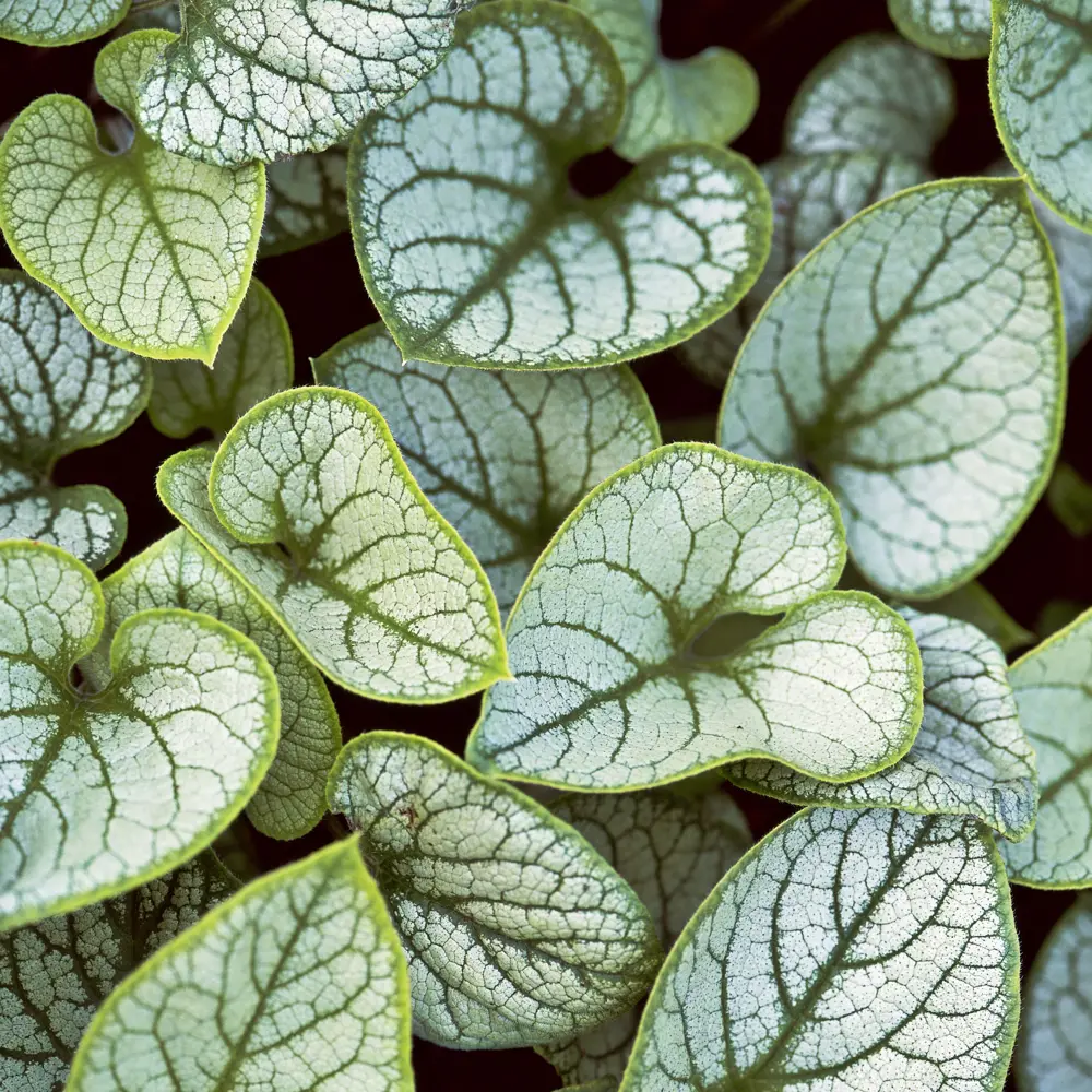 Бруннера крупнолистная «Сильвер Вингс» 15x45 см PLANTMARKET STLM-2170611