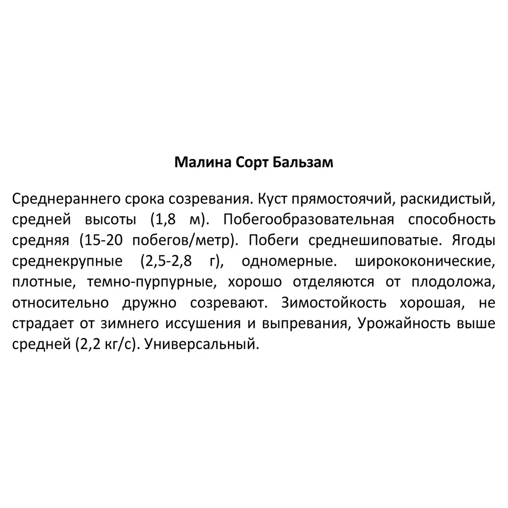 Малина Бальзам капер h10 см 89353442 STLM-2155218 Santreyd  - Вид №3